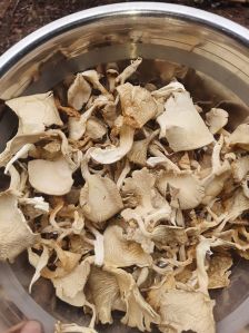 Dry Oyster Mushroom