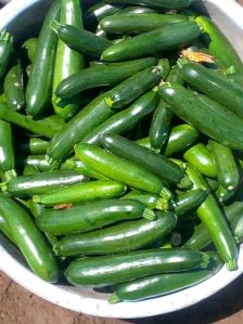 Green Zucchini