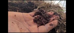 vermicompost