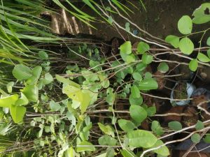 Red Sandalwood Plant