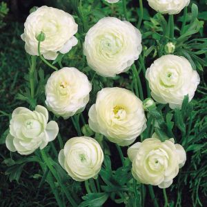 Ranunculus Flower Bulb