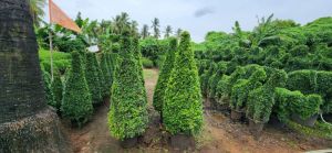 topiary plants