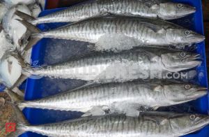 Fresh Surmai Fish