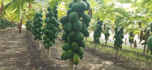 Papaya Plant