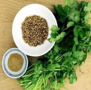 Coriander