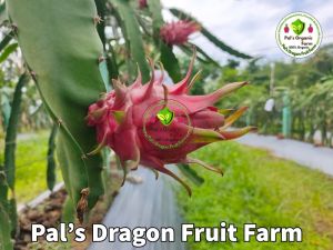 Red Dragon Fruit