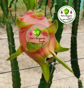 White Dragon Fruit