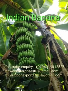 Indian Green Banana