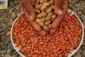 Groundnut Seeds