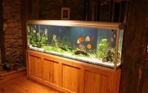 aquarium tank