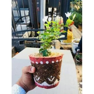 biodegradable pot