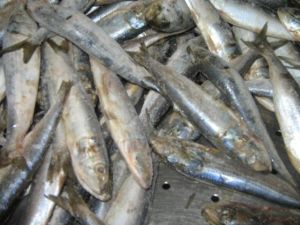 Sardine Fish