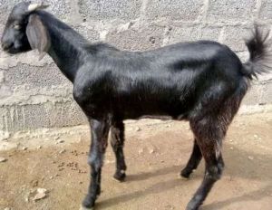 live male goat