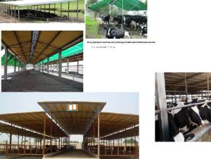 Cattle Sheds