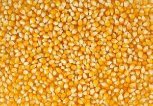 Yellow Maize Seeds