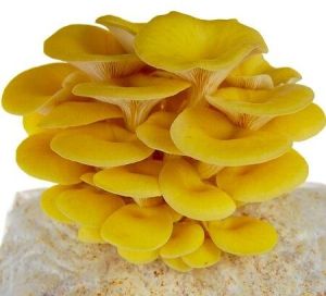 golden oyster mushrooms