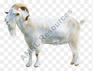 Full Blood Boer Goats, Live Sheep, Cattle, Lambs