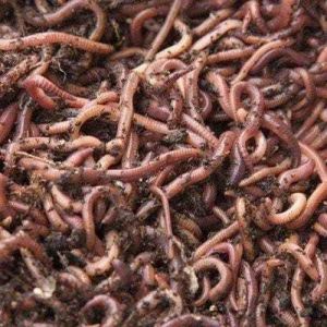 Australian Eisenia Fetida Earthworm