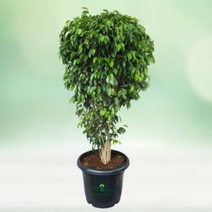 Ficus Plant