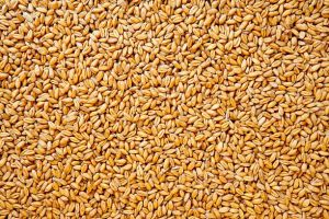 Wheat Seeds