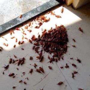 Cockroaches Pest Control Services