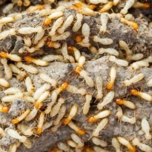 termite pest control service