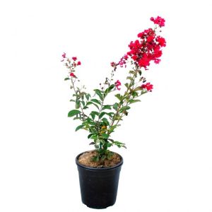 Lagerstroemia Plant