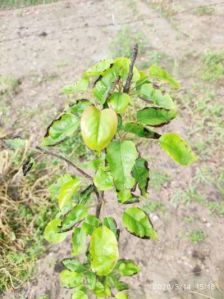 Nashpati Plant