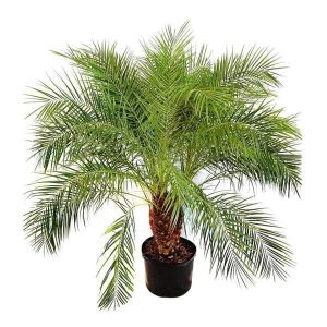 Phoenix Palm Plant