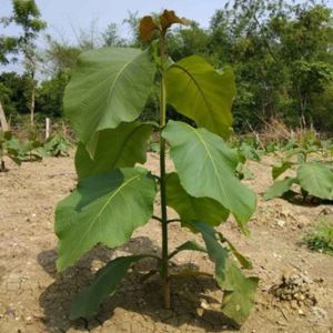 Teak Plant