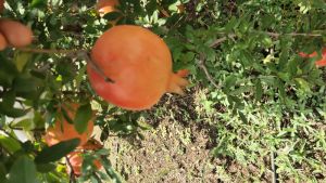 pomegranate fruit