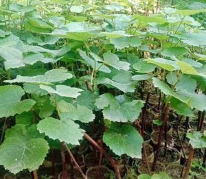 Green Grape Plants