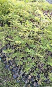 Jacaranda Plants