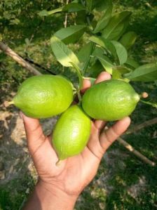 Lemon Plants