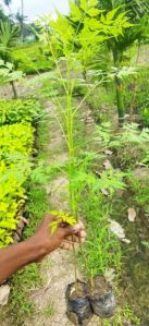 Neem Tree