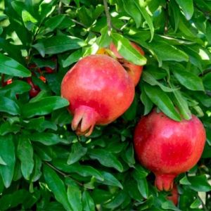 Pomegranate Plants