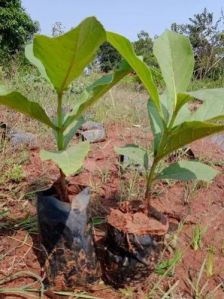 teak wood plants