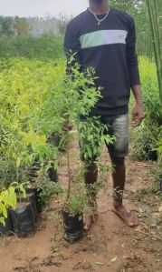 White Sandalwood Plants