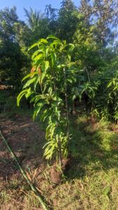 Kesar Mango Plant