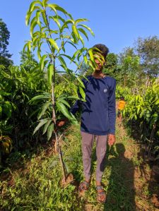 mango keshar grafted plant