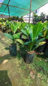 Petra garden plants