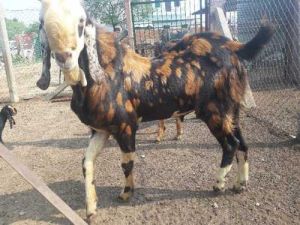 Live Gujri Goat