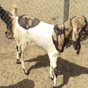 Live Totapuri Female Baby Goat