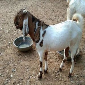 Live Totapuri Male Baby Goat