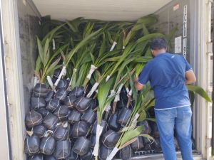 Coconut Seedling