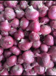 Fresh Red Onion