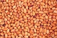 Groundnut Kernel