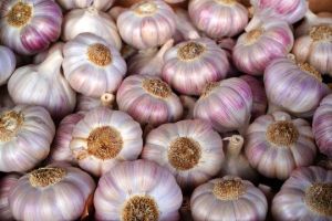 Fresh Purple Garlic