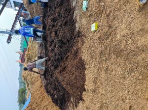 coco peat compost