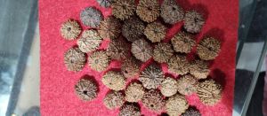 9 Mukhi Rudraksha